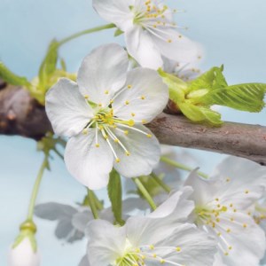 papel tapiz playa cancun